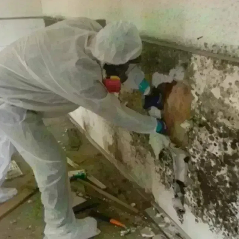 Mold Remediation and Removal in Saratoga, CA